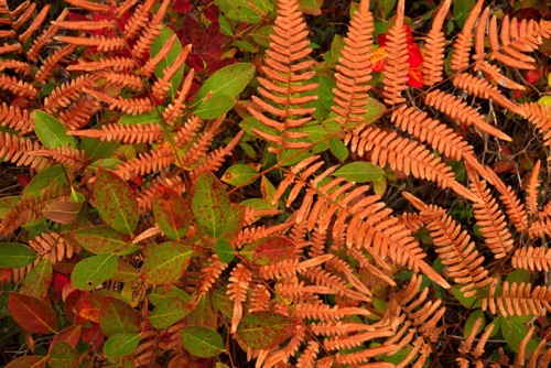 ©Dwight_Hiscano Fern 2, Michael Huber Preserve (New Jersey Conservation Foundation), Pine Barrens (4508 SA).jpg ©Dwight_Hiscano Fern 2, Michael Huber Preserve (New Jersey Conservation Foundation), Pine Barrens (4508 SA).jpg